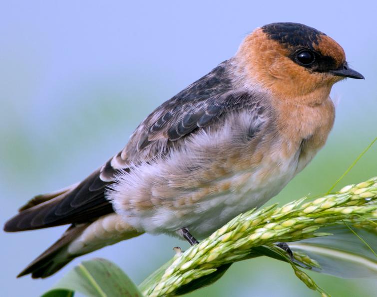 Image of Cave Swallow
