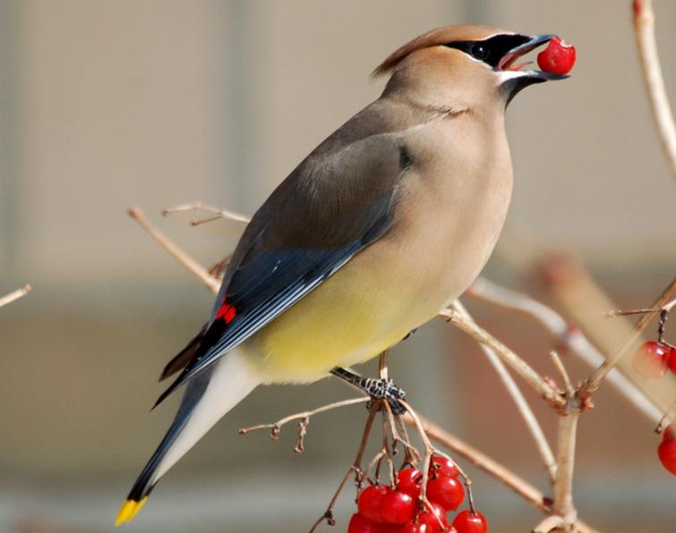 Image of Cedar Waxwing