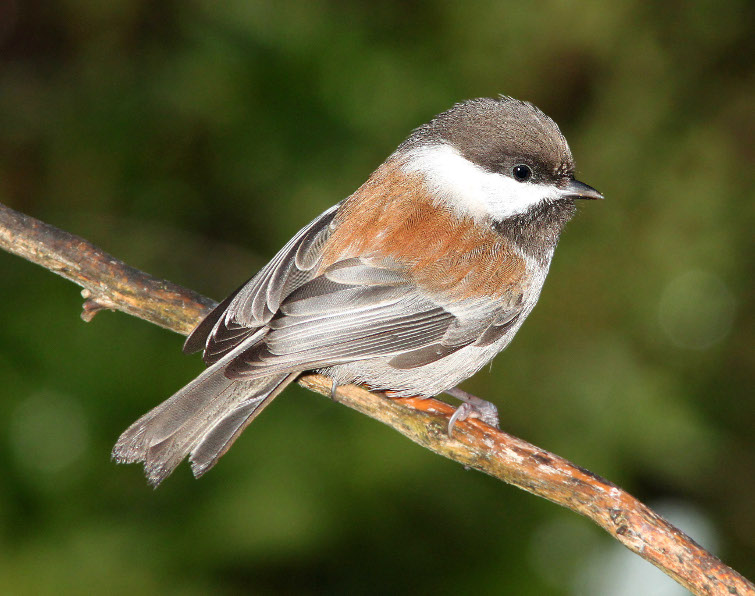 Image of Chestnut-backed Chickadee