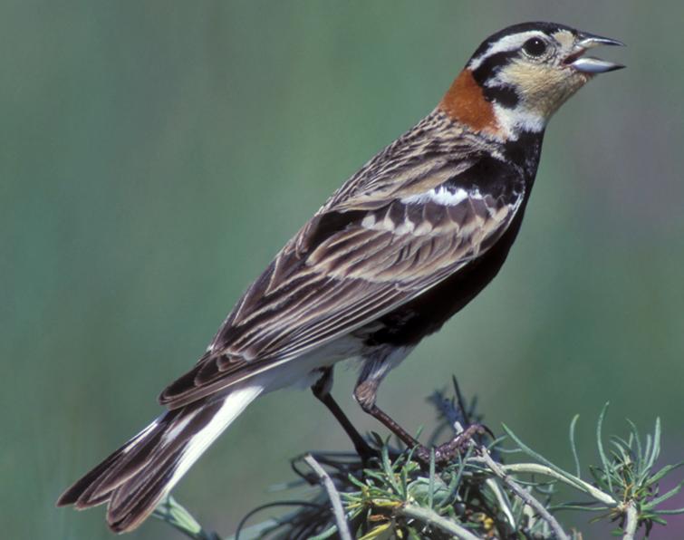 Image of Chestnut-collared Longspur