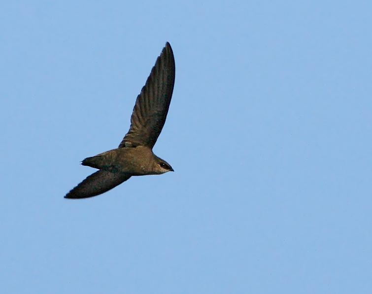 Image of Chimney Swift