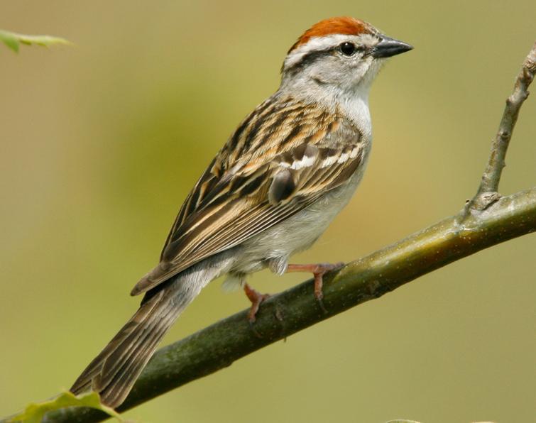 Image of Chipping Sparrow