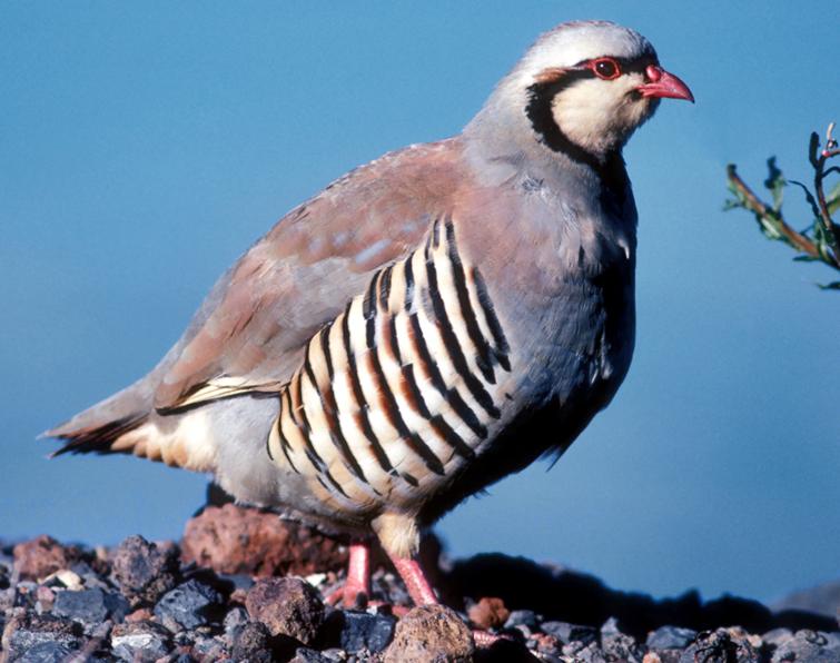 Image of Chukar