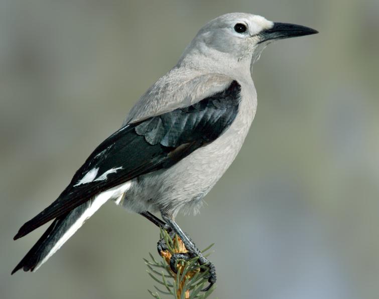 Image of Clark's Nutcracker