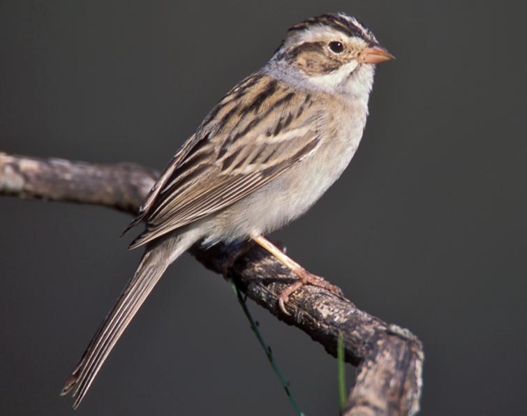 Image of Clay-colored Sparrow