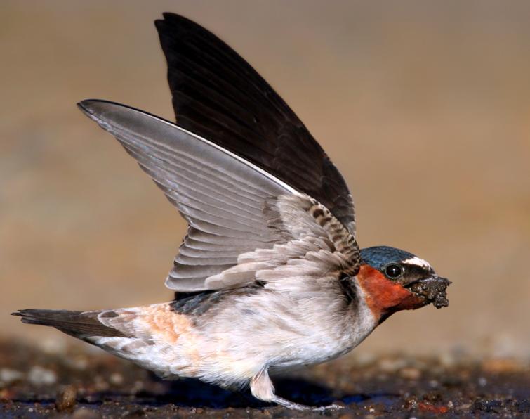 Image of Cliff Swallow