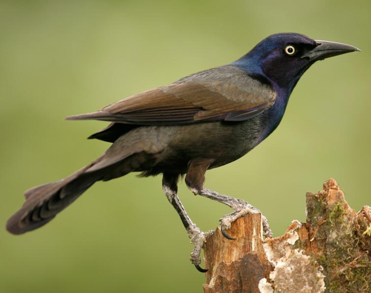 Image of Common Grackle