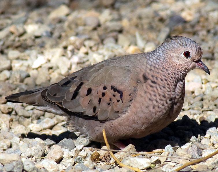 Image of Common Ground Dove