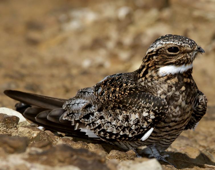 Image of Common Nighthawk