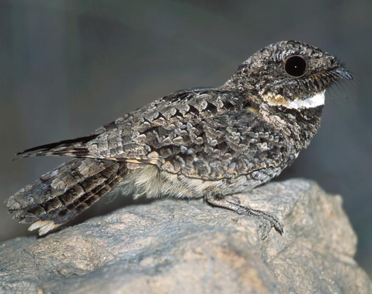 Image of Common Poorwill