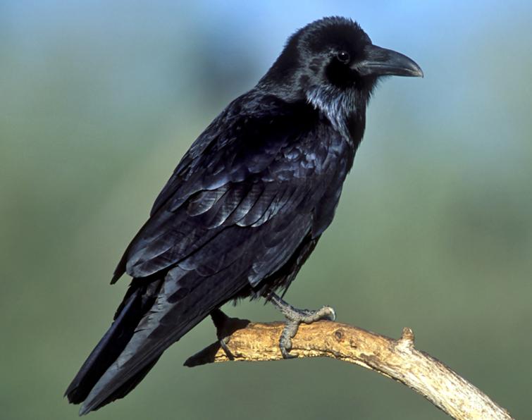 Image of Common Raven