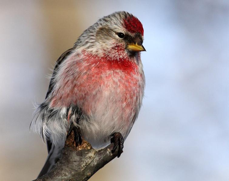 Image of Common Redpoll