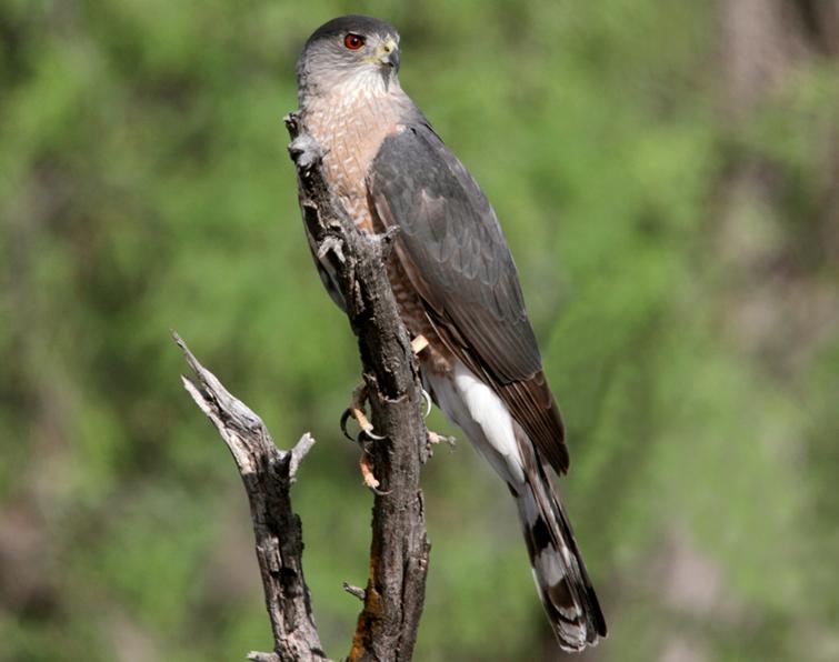 Image of Cooper's Hawk