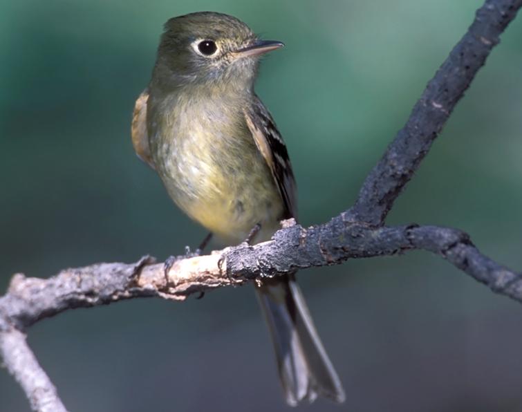 Image of Cordilleran Flycatcher