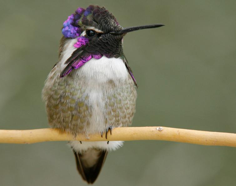 Image of Costa's Hummingbird