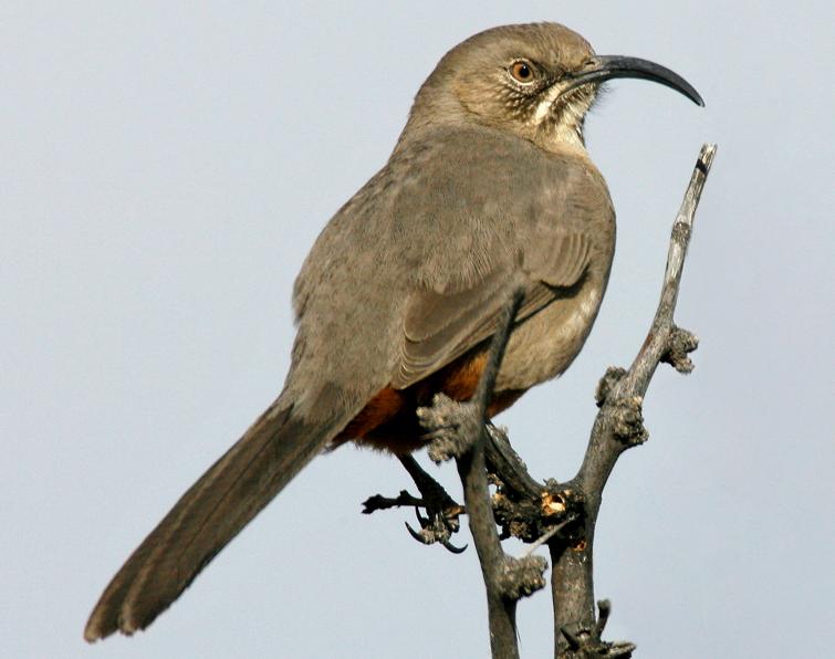 Image of Crissal Thrasher