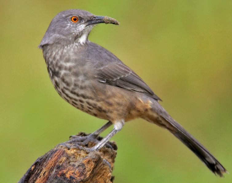 Image of Curve-billed Thrasher