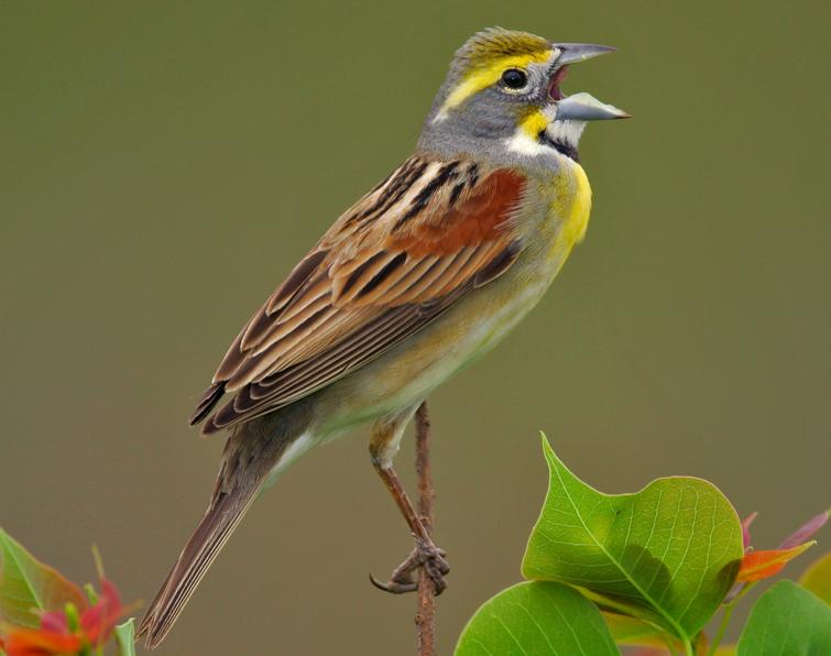 Image of Dickcissel