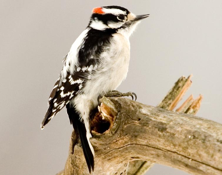 Image of Downy Woodpecker