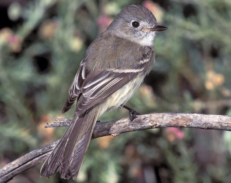 Image of Dusky Flycatcher