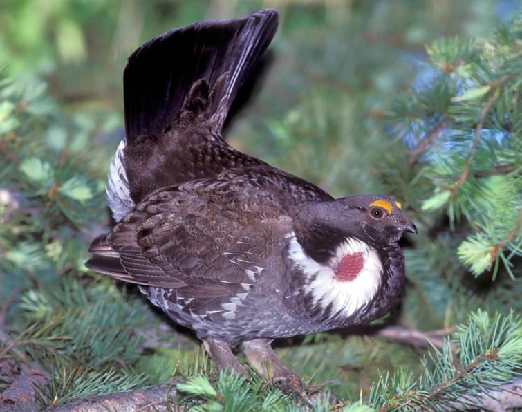 Image of Dusky Grouse