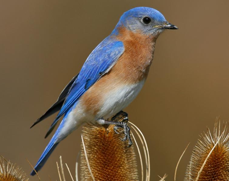 Image of Eastern Bluebird