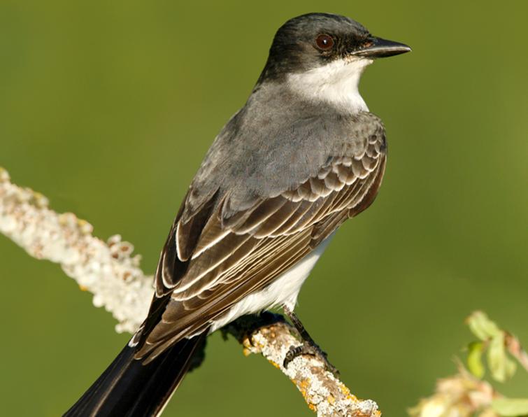 Image of Eastern Kingbird