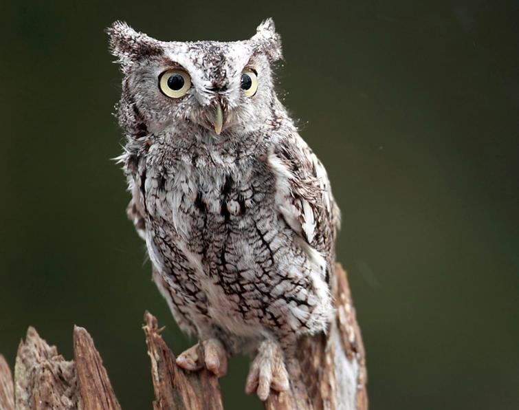 Image of Eastern Screech-Owl