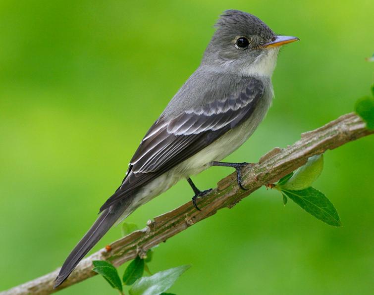 Image of Eastern Wood-Pewee