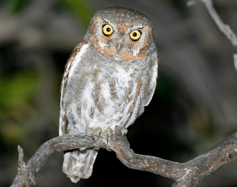 Image of Elf Owl