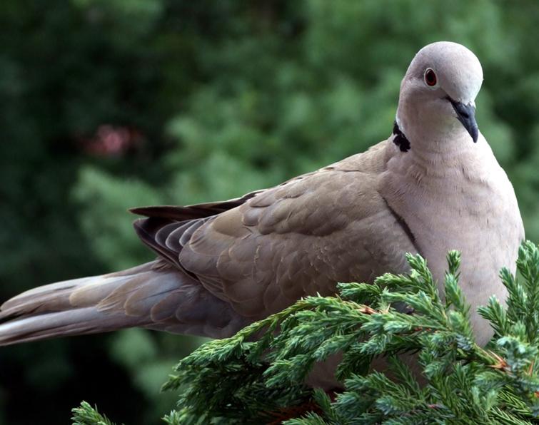 Image of Eurasian Collared-Dove