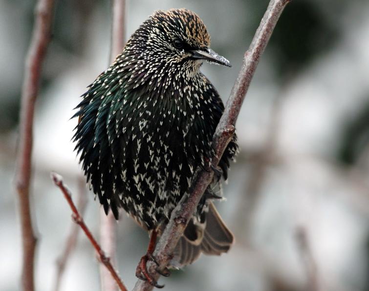 Image of European Starling