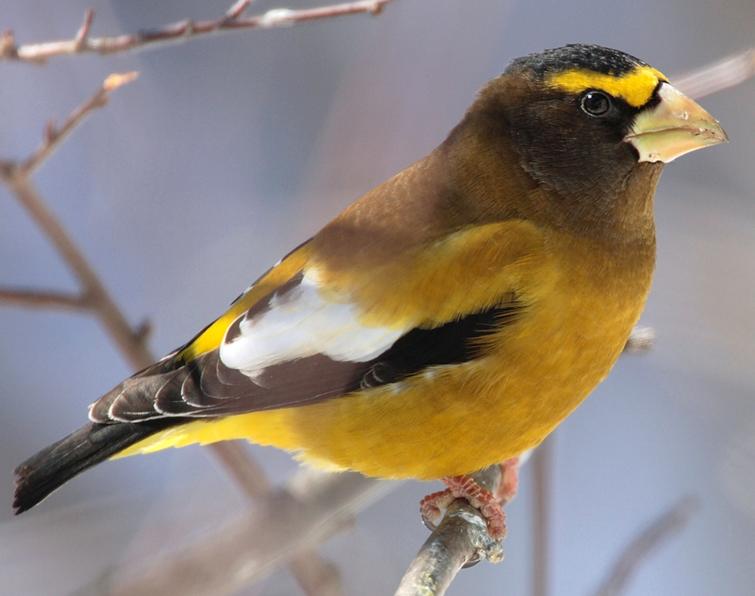 Image of Evening Grosbeak