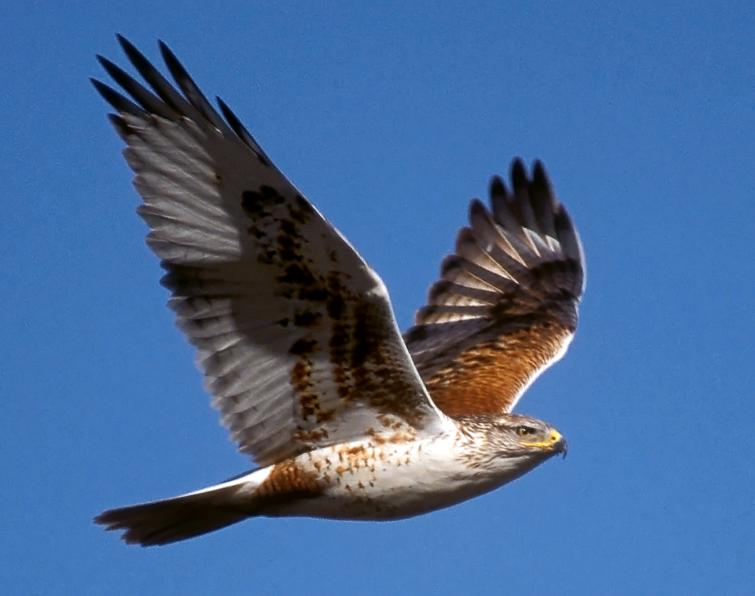 Image of Ferruginous Hawk