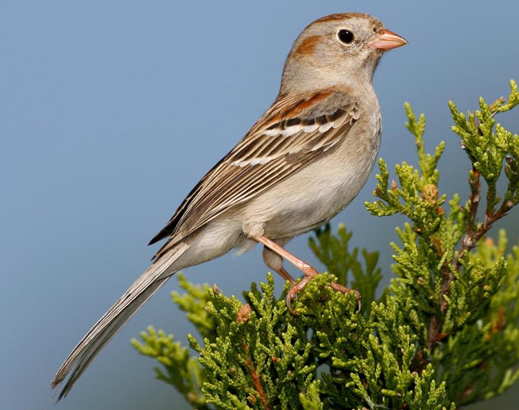 Image of Field Sparrow