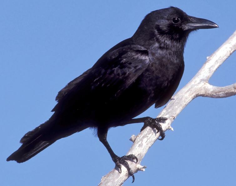 Image of Fish Crow