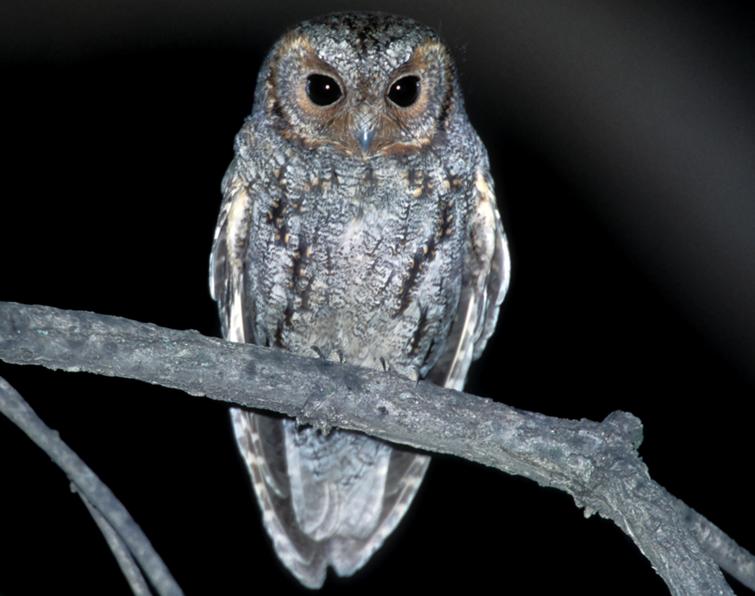 Image of Flammulated Owl