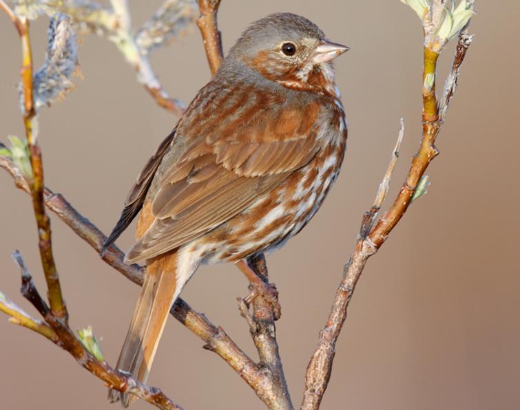 Image of Fox Sparrow