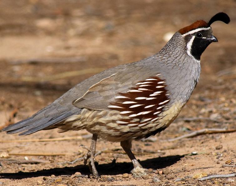 Image of Gambel's Quail