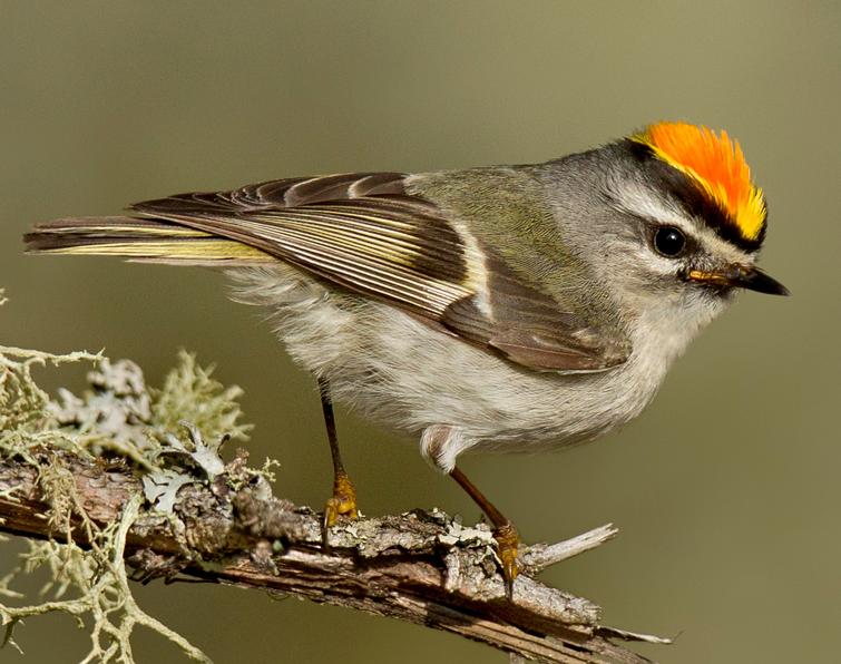 Image of Golden-crowned Kinglet