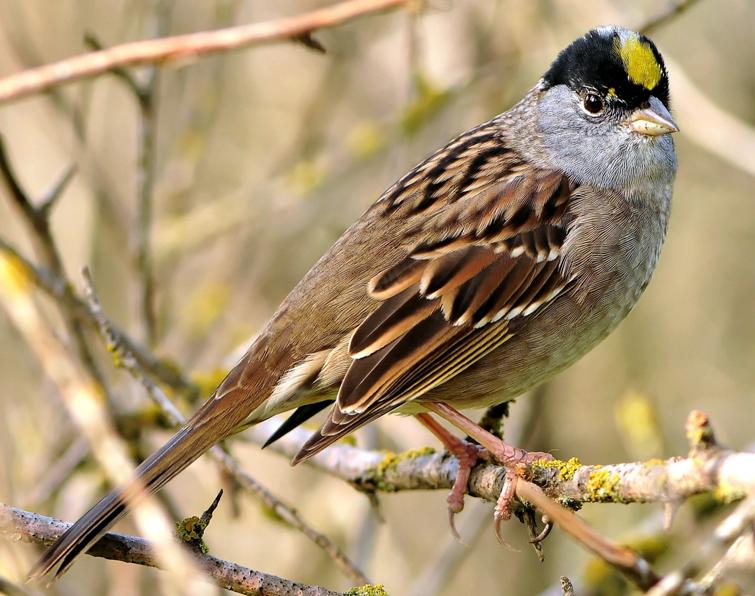 Image of Golden-crowned Sparrow