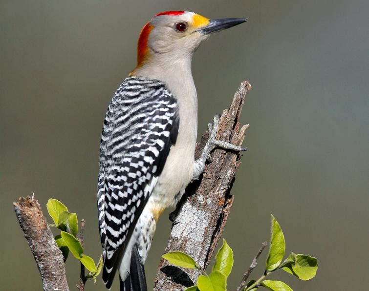 Image of Golden-fronted Woodpecker