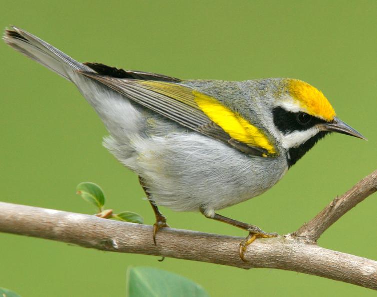 Image of Golden-winged Warbler