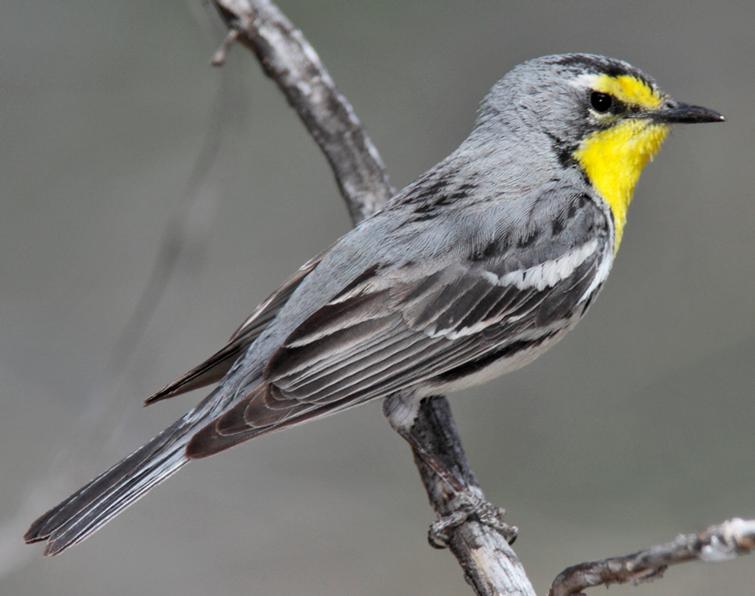 Image of Grace's Warbler