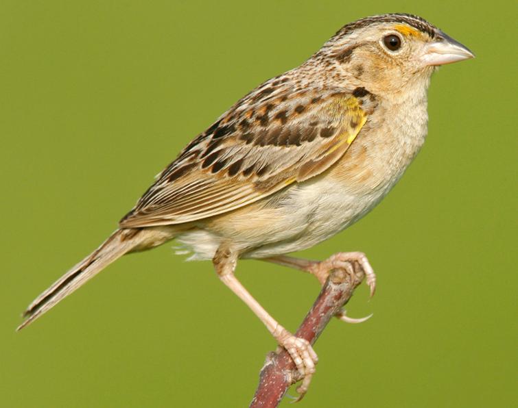 Image of Grasshopper Sparrow