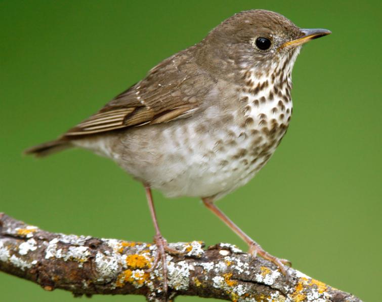 Image of Gray-cheeked Thrush