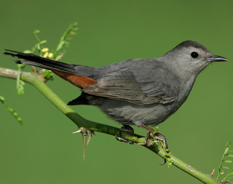 Image of Gray Catbird