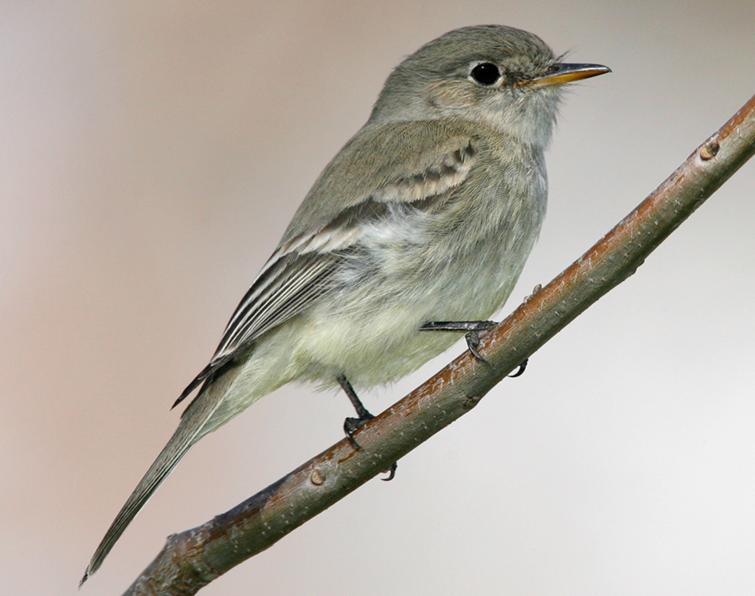 Image of Gray Flycatcher