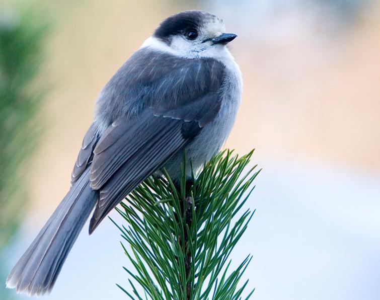 Image of Canada Jay