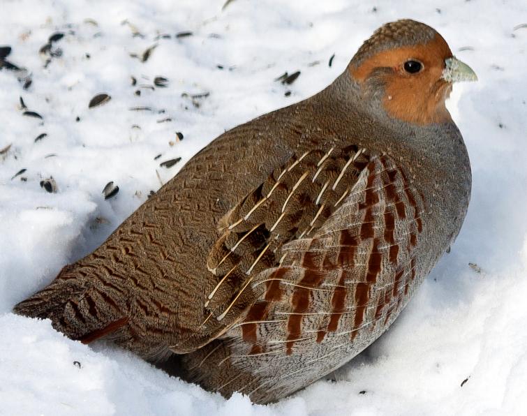 Image of Gray Partridge